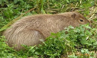 Con chuột lang nước sổng chuồng trong lần được trông thấy gần đây nhất. Ảnh: Ian McGlynn.