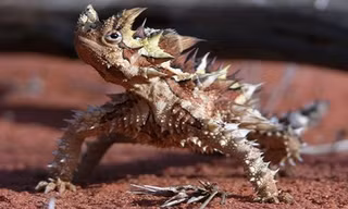 Thằn lằn quỷ gai thích nghi với điều kiện sống khô cằn trên các sa mạc ở Australia. Ảnh: Flickr.
