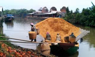 Người trồng lúa sẽ tăng thu nhập từ việc bán vỏ trấu.