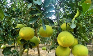 Những chùm bưởi sai trĩu cành.