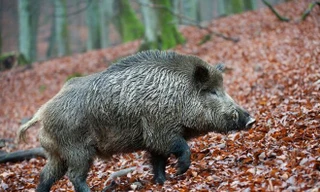 Ảnh minh họa. Nguồn: cztv.com.