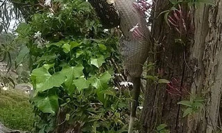 Trăn trườn trên cây, nuốt trọn cả con chồn. Ảnh: Sina.