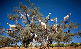 Đàn dê thi nhau leo lên một cái cây lớn. (Nguồn: Caters News Agency).