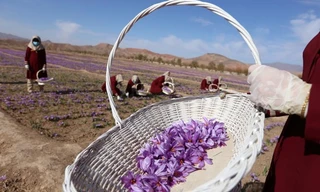 1.200 đôla cho một kg gia vị đắt nhất thế giới