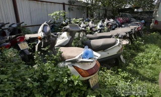 Xe máy vi phạm giao thông "án binh bất động" nhiều tháng nay chờ chủ xe đến giải quyết.