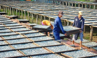 Gần 4 kg cá cơm tươi, luộc chín, phơi khô sẽ được 1 kg cá cơm khô xuất khẩu.