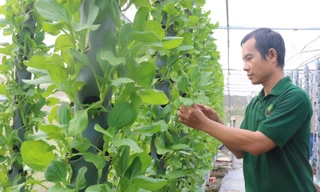 Trồng rau khí canh kiểu gì mà anh dân Long An làm vườn đẹp như phim, bán đắt hàng?