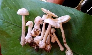 3 mẹ con cấp cứu vì ngộ độc nấm