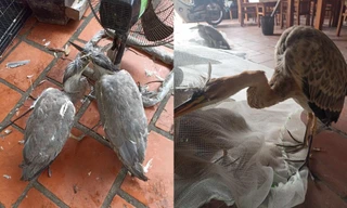 Đường đi của chim trời: Sôi động từ chợ mạng đến bàn nhậu giữa Thủ đô