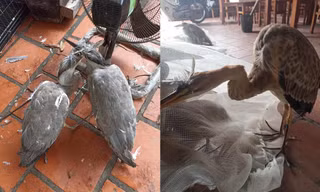 Đường đi của chim trời: Sôi động từ chợ mạng đến bàn nhậu giữa Thủ đô