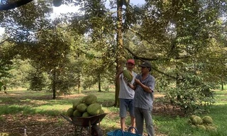 Thương lái đang đổ về các vườn trồng 'cây tiền tỷ' ở Đồng Nai, nông dân lãi lớn