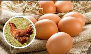 Câu hỏi "con gà hay quả trứng có trước" cuối cùng đã có lời giải đáp?