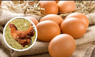 Câu hỏi "con gà hay quả trứng có trước" cuối cùng đã có lời giải đáp?