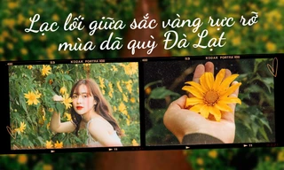 Đà Lạt mùa đẹp nhất trong năm: Lạc lối giữa sắc vàng của hoa dã quỳ, Gen Z tha hồ "sống ảo"