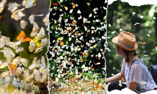 “Tọa độ check-in” cổ tích mùa Hè: Lạc vào khu vườn thần tiên ngập tràn cánh bướm