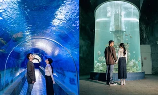 Theo chân Gen Z khám phá thủy cung Nha Trang: Huyền ảo như "Finding Nemo"!