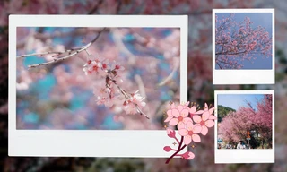 Đà Lạt mùa cuối năm: Mai anh đào "nhuộm" hồng sắc trời, Gen Z tha hồ sống ảo