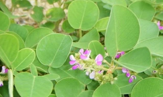 Kim tiền thảo điều trị sỏi niệu, sỏi mật, viêm gan, viêm thận