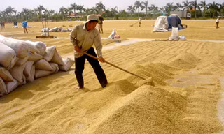 Nông dân bảo lỗ, VFA nói có lời