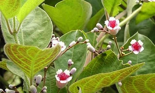 Rau gia vị chữa đau dạ dày, tẩy giun