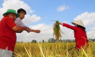 Cấp chứng nhận cho gạo thơm được miễn thuế khi xuất khẩu sang EU