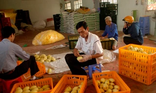 Đã có 4 tỉnh miền Tây xuất khẩu xoài sang Mỹ 