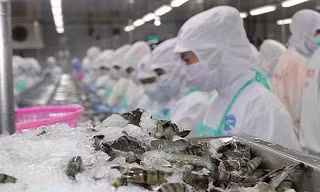 Xuất khẩu tôm sang Trung Quốc cả năm dự báo tăng 7%