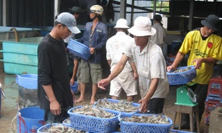 Xuất khẩu tôm sang Mỹ và Trung Quốc tăng trưởng khả quan