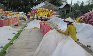 Đề nghị kiểm tra, hủy toàn bộ tờ khai xuất khẩu gạo lúc 0 giờ