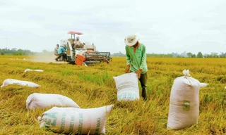 Gạo xuất khẩu tăng mạnh về khối lượng lẫn giá trị