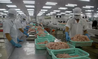 Giá cá tra thấp nhất trong 10 năm qua