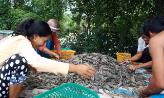 Dịch COVID-19 gây khó khăn nhưng cũng mở ra cơ hội cho ngành tôm