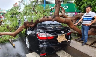 Cần Thơ mưa gió khủng khiếp, cây xanh đổ trúng 'xế sang' 