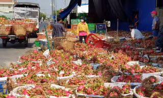 Thanh long rớt giá thảm, người trồng, nhà kho lao đao