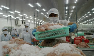 Mỹ giảm thuế chống bán phá giá cho cá tra Việt Nam