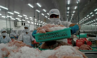 Xuất khẩu cá tra sang EU sẽ giảm kéo dài
