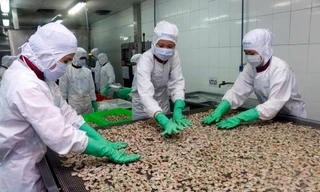 Xuất khẩu tôm sang EU tăng trưởng cao nhất kể từ đầu năm