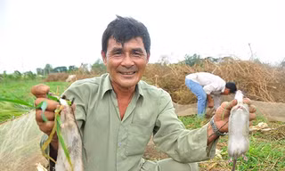 Thành phố Cần Thơ định chi 30 tỷ đồng diệt chuột: GS Võ Tòng Xuân nói gì?