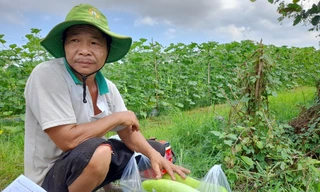ĐBSCL: Giá thịt heo tăng, nhiều loại rau củ quả giảm