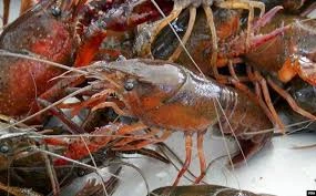 Đồng Tháp kêu gọi ngăn chặn tôm càng đỏ