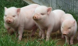 Cướp có vũ khí 'bắt cóc'… 100 con lợn