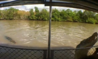  Con cá sấu nhảy lên sát một du khách ngồi sau rào chắn. Ảnh: Youtube. 