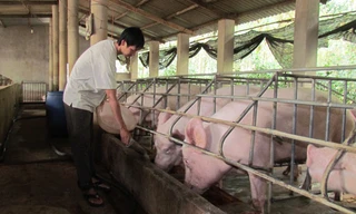 Người nuôi than trời vì giá heo rớt giá