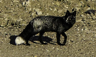 Con cáo đen cực kì hiếm