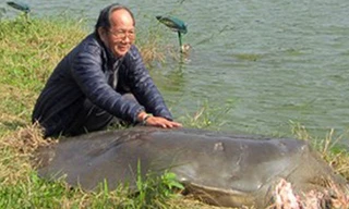  Cụ rùa Hồ Gươm lúc sống.