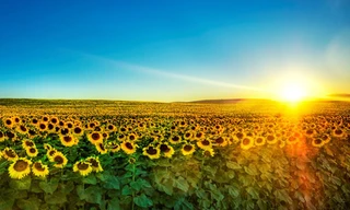 Tươi sáng 'Đồi hoa mặt trời'