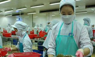 Nguy cơ mất thị trường tôm ở Nhật Bản