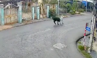 Bà cụ ở TPHCM bị bò 'điên' húc ngưng tim, ngưng thở, gia đình xin về