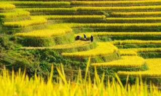 Du khách nườm nượp đổ về Mù Cang Chải 'check-in' mùa lúa chín 