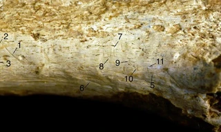 Phát hiện rùng rợn từ hóa thạch 'loài đầu tiên giống con người'